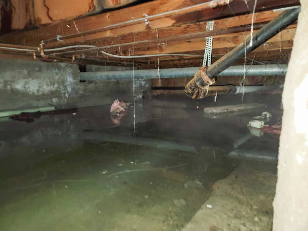 Best Professional water damage repair  in Rochester, PA