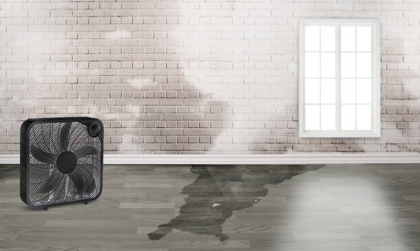 Best Water damage restoration mold remediation  in Rochester, PA